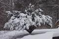 Snow 022